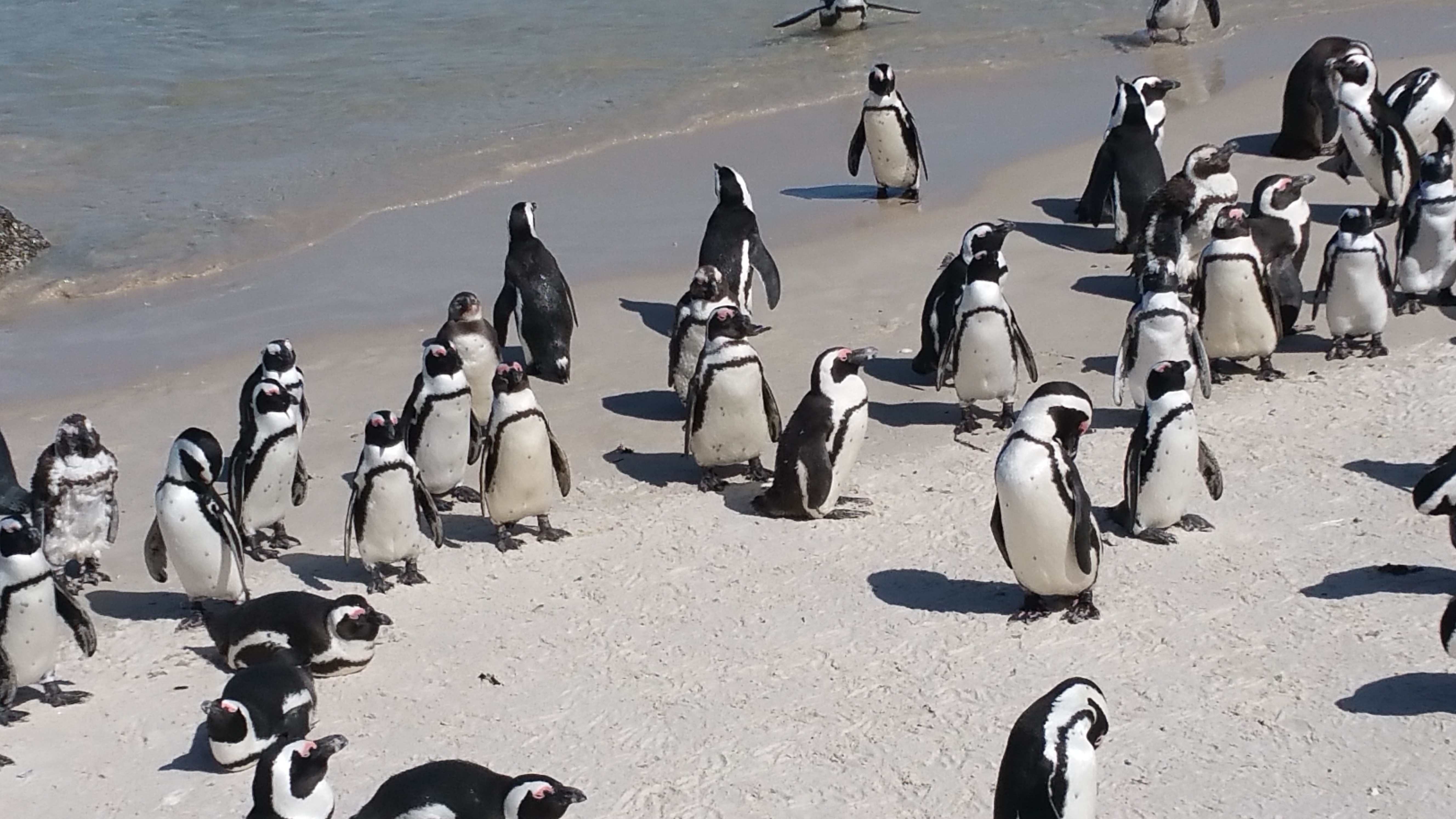 2. Von Pinguinen und Meer
